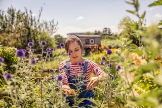 A woman cutting some thistles